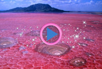 lago natron